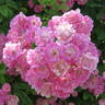 Mrs. F. W. Flight rose photo