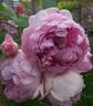 The Ingenious Mr. Fairchild rose photo