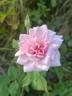 Madame Segond Weber rose photo