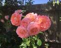 Paul Shirville rose photo