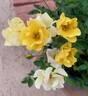 Limoncello rose photo