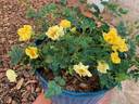 Limoncello rose photo