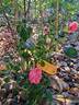 Bad Birnbach rose photo