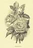 Merveille de Lyon rose photo