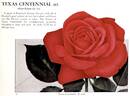 Texas Centennial rose photo