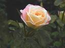 FIAPMC rose photo