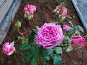 Love Call rose photo