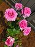 Love Call rose photo