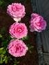 Love Call rose photo