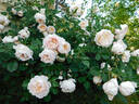 Crocus Rose rose photo