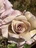Stephen Rulo rose photo