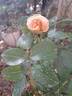 Anahe ® rose photo