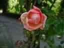 Paul Transon rose photo