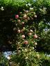 Paul Transon rose photo