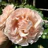 Trésor rose photo