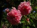 Paul Transon rose photo