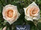 Byblos ® rose photo