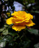 Alba Chiara rose photo