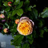 Baby Romantica ® rose photo