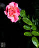Liv Tyler ® rose photo