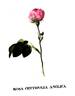 <i>Rosa centifolia Anglica rubra</i> rose photo