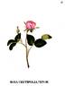 Centifolia Minor rose photo