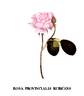 <i>Rosa provincialis rubicans</i> rose photo
