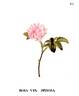Alba vix spinosa rose photo