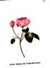 Perle de Weissenstein rose photo