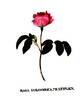Holosericea multiplex rose photo