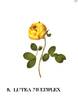 Double Yellow rose photo