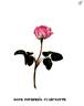 Pourpre Charmante rose photo