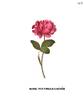Nouvelle Gagnée rose photo