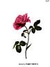 Damascena corymbosa rose photo