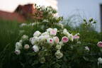 Pashmina ® rose photo