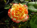 Jerry Mathers rose photo