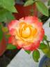 Pierre Tchernia rose photo