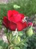 Heart Song ™ rose photo