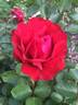 Heart Song ™ rose photo