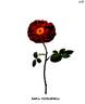 Sessilifolia rose photo