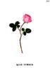 La Turque rose photo