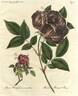 Pumila rose photo