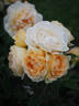 ORA 160-217 rose photo