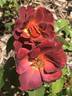 Hot Chocolate rose photo