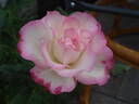 Ralph S. Moore Rose rose photo