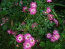 Ciocärlia rose photo