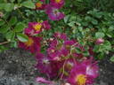 Ckollo rose photo