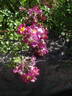 Ckollo rose photo