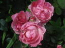 Csángó himnusz rose photo