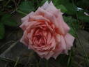 Dagmar Clarová rose photo